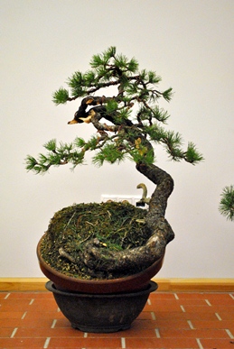 styled pius bonsai yamadori made by vaclav novak on the first bonsai and suiseki mustra